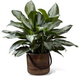 The FTD Chinese Evergreen from Monrovia Floral in Monrovia, CA